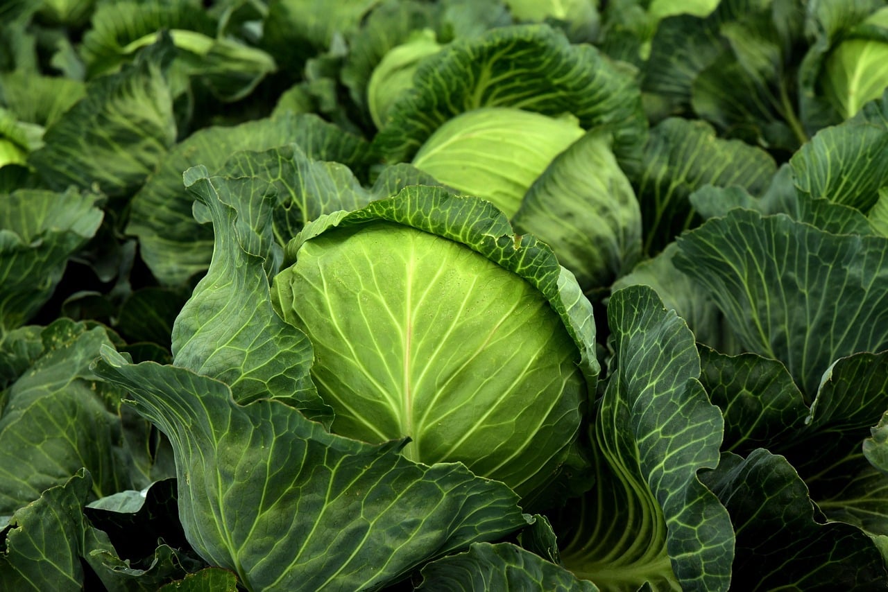 Imagine não precisar mais se preocupar em comprar repolho e ter o vegetal todos os dias disponível na sua casa; veja como fazer isso.