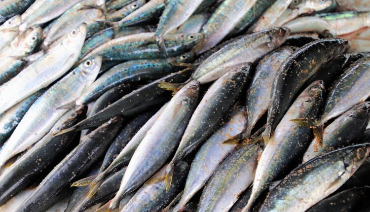 A sardinha nunca esteve tanto na moda; entenda como esse peixe simples virou sinônimo de luxo no mundo atual.