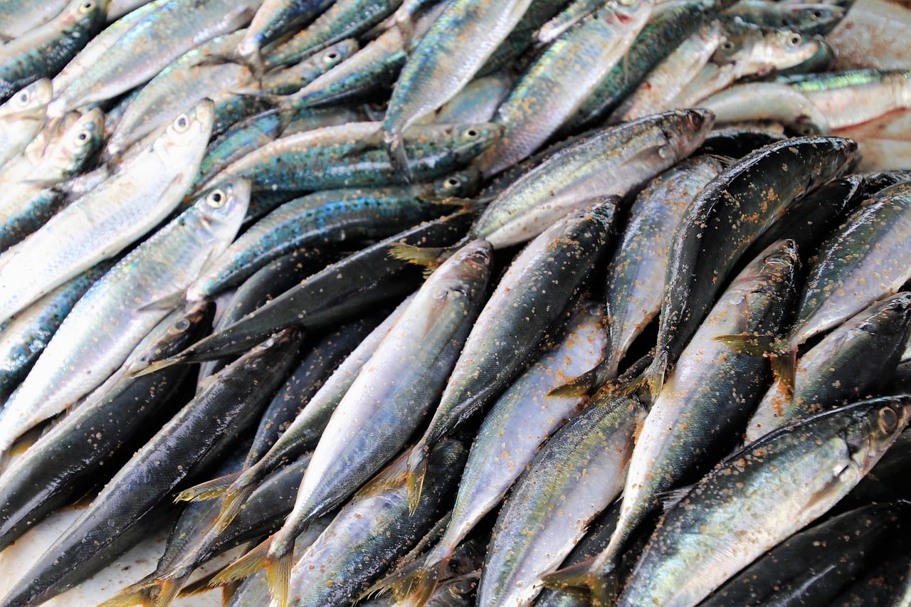A sardinha nunca esteve tanto na moda; entenda como esse peixe simples virou sinônimo de luxo no mundo atual.
