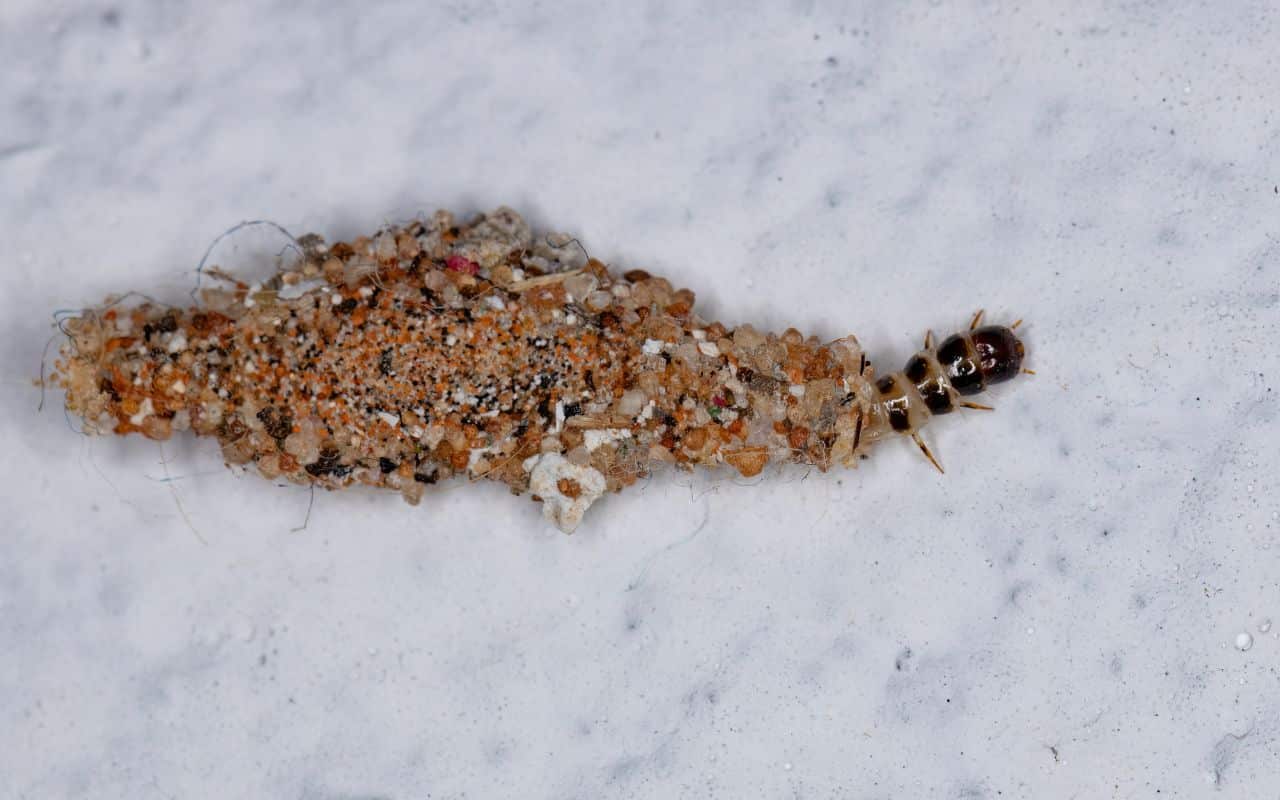 As traças podem se tornar uma fonte de dor de cabeça e de prejuízo, mas é possível se livrar desse problema com um passo a passo simples.