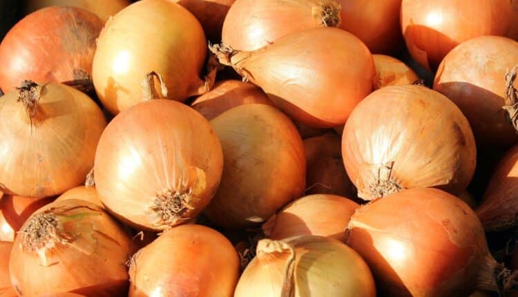 Ao fazer isso com a cebola você evita o mau cheiro nas mãos e ainda não vai mais chorar enquanto manipula o vegetal.