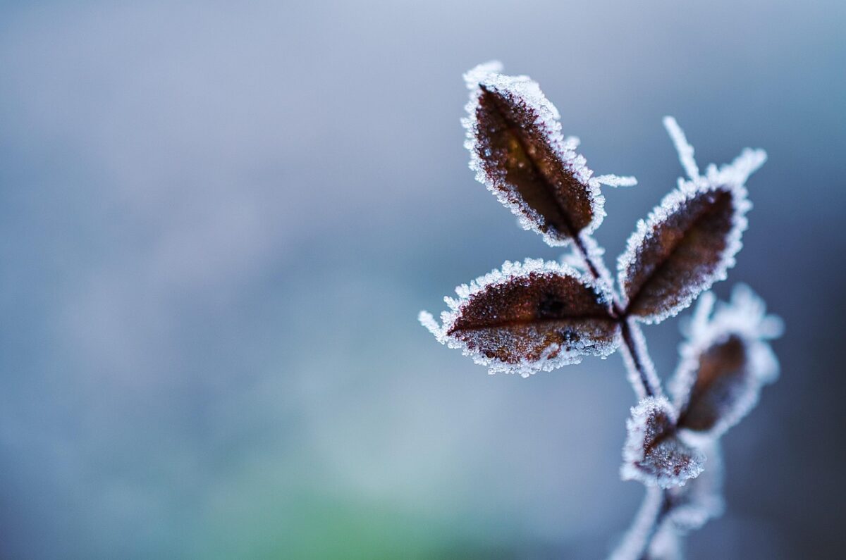 Suas flores sofrem com os dias de outono ou de inverno? Veja o que é preciso fazer para ajudar os vegetais no frio.