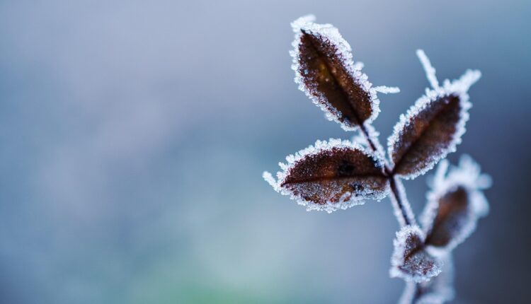 Suas flores sofrem com os dias de outono ou de inverno? Veja o que é preciso fazer para ajudar os vegetais no frio.
