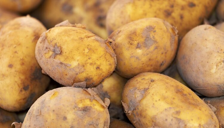 Há um risco em comer batata, mas pouca gente está preparada para descobrir isso hoje; saiba mais de algo que ninguém de explicou antes.