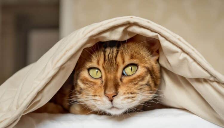 O inverno chegou e o seu gato pode estar sofrendo com o frio, mas você nem percebeu; veja o que é o certo a fazer com seu pet.