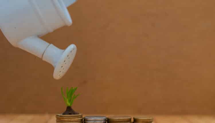 Essa é a planta que muitos acreditam guardar poderes místicos capazes de atrair bem mais dinheiro para a sua vida; descubra como isso funciona e qual é o vegetal do momento.