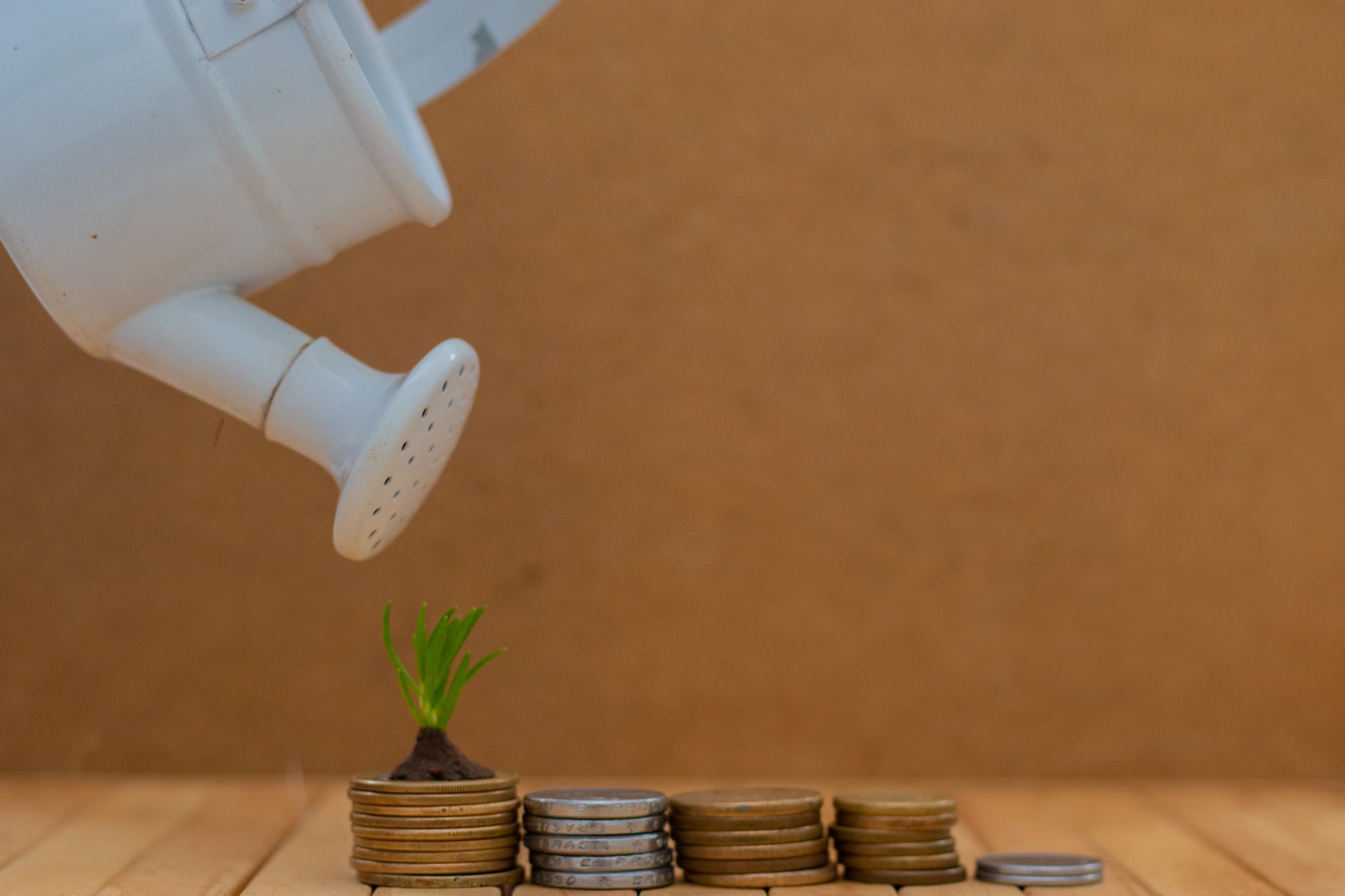 Essa é a planta que muitos acreditam guardar poderes místicos capazes de atrair bem mais dinheiro para a sua vida; descubra como isso funciona e qual é o vegetal do momento.
