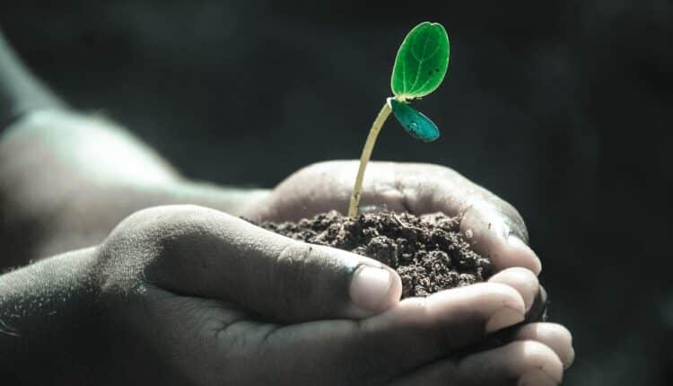 Uma nova planta pode ser a solução futura para uma das doenças mais aterrorizantes que assola as pessoas atualmente.