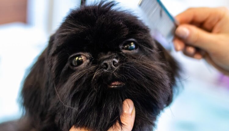 Sua mania de acariciar os cachorros tem um sentido mais profundo do que se imagina; entenda melhor agora.