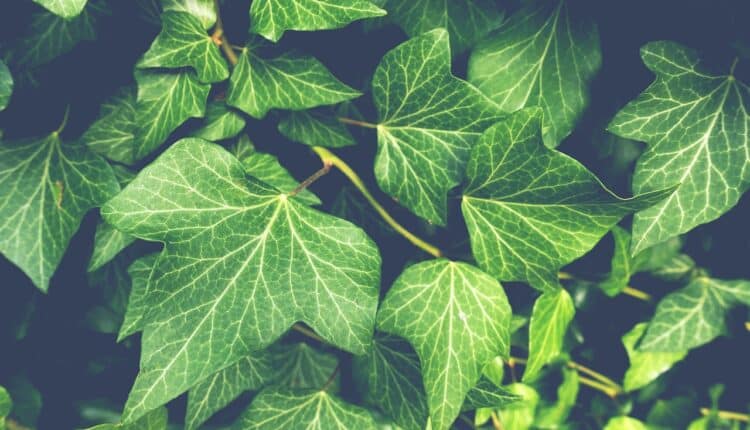 Planta é tratada como comum, mas esconde um perigos mortal para muitas pessoas; veja como não entrar nesse sofrimento agora.