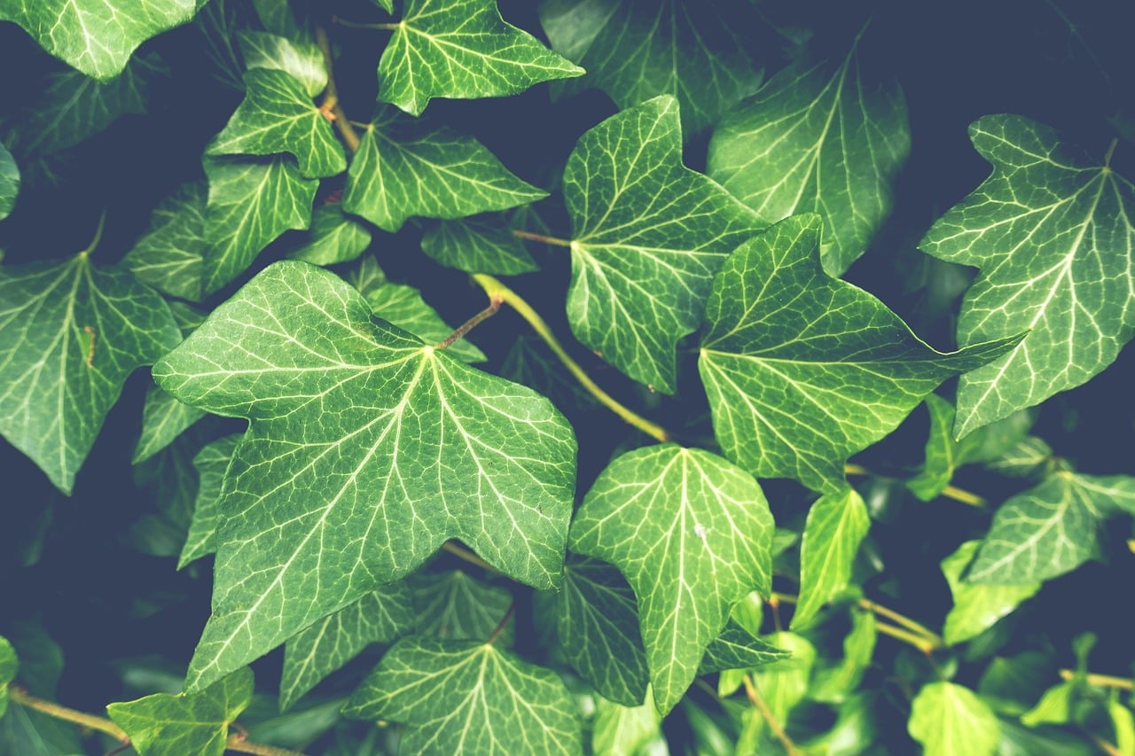 Planta é tratada como comum, mas esconde um perigos mortal para muitas pessoas; veja como não entrar nesse sofrimento agora.