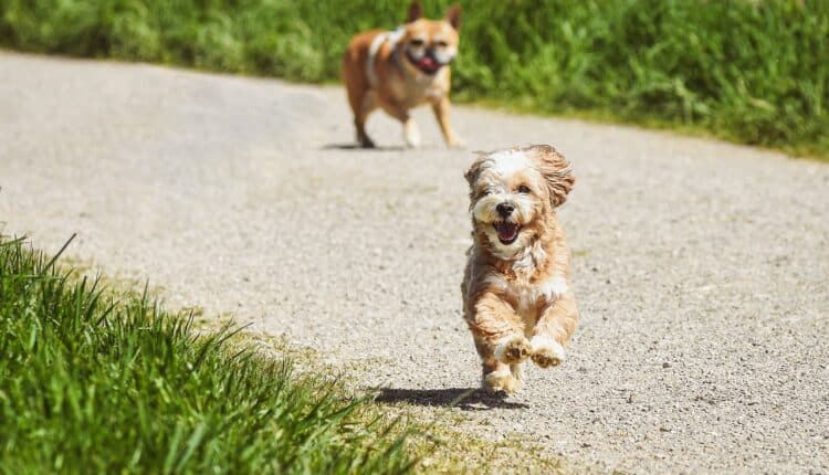 Quer um fiel companheiro que esteja sempre ao seu lado? Veja as raças de cães que são capazes dessa união inseparável.