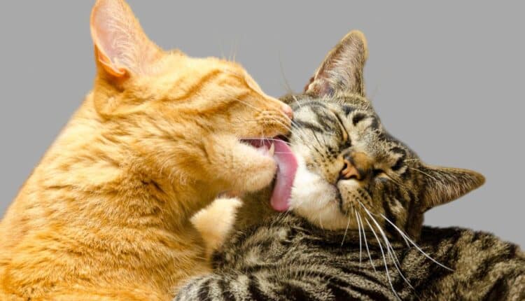 Os gatos podem ser equiparados a verdadeiros remédios para sua saúde, de acordo com os especialistas; veja como funciona isso.