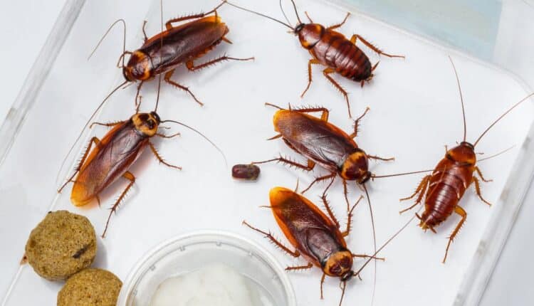 As baratas fogem rápido de lugares onde existe uma misturinha caseira poderosa como repelente para os insetos domésticos.