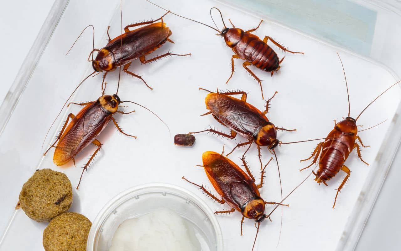 As baratas fogem rápido de lugares onde existe uma misturinha caseira poderosa como repelente para os insetos domésticos.